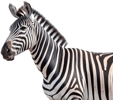 Zebra with . png