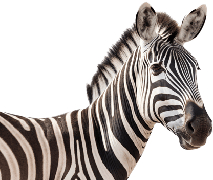 Zebra with . png