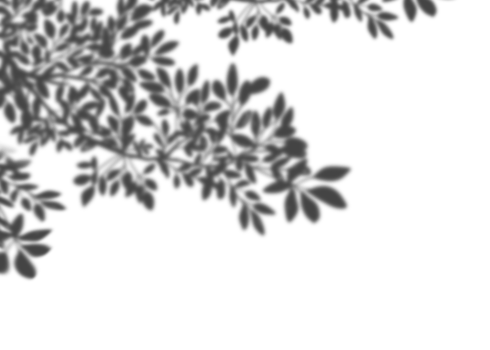 Leaves shadow overlay, isolated Tropical Branches leaves transparent png