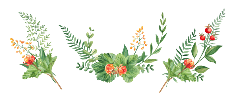 Set of watercolor summer bouquets of green branches, cloudberry, wildflowers and red berries. Botanical hand drawn illustration. Can be used for greeting cards, invitations, floral designs. png