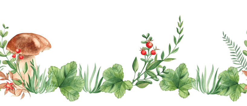 Horizontal watercolor forest seamless border pattern. Porcini mushrooms, green leaves and branches, red berries and wildflowers. Hand drawn. Can be used for fabric, packaging prints. png