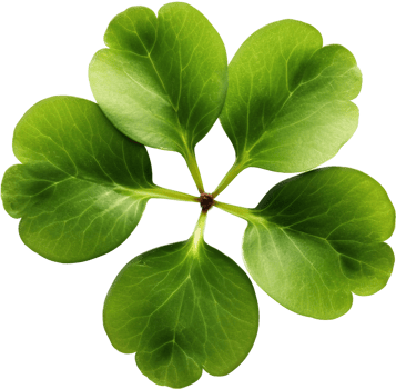 Clover with . png