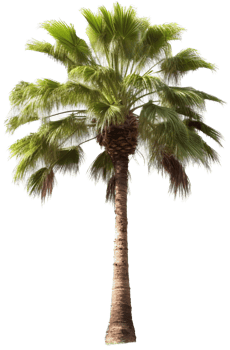 Palm tree with . png