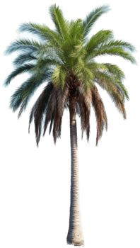 Palm tree with . png