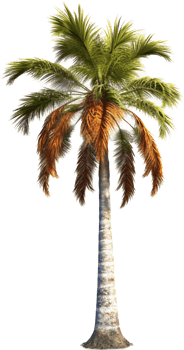 Palm tree with . png