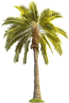 Palm tree with . png