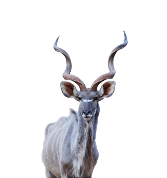 Greater kudu animal character png