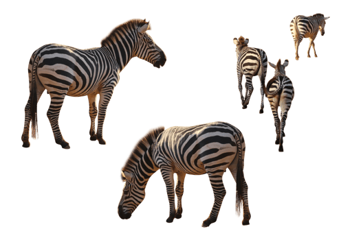 Many zebra character png