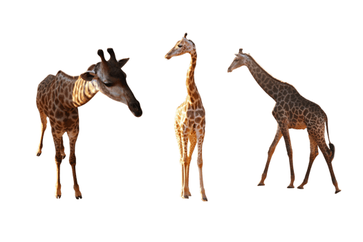 Giraffe three character png