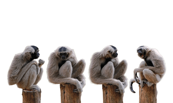 Many gibbon character png