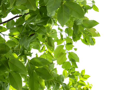 tree branch with green leaves isolated png
