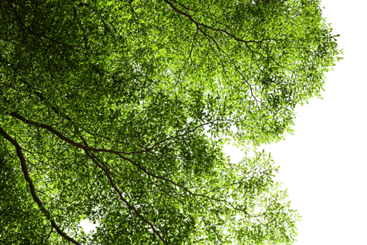tree branch with green leaves isolated png