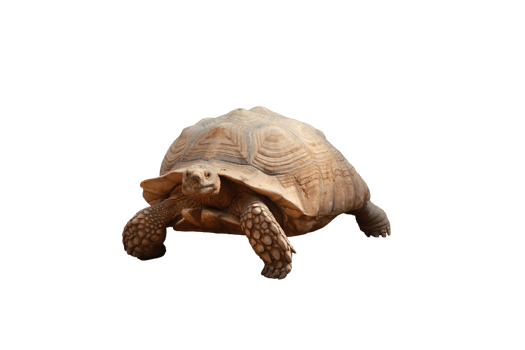 Turtle animal isolated png
