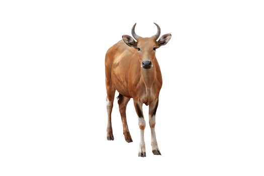 Cow animal isolated png