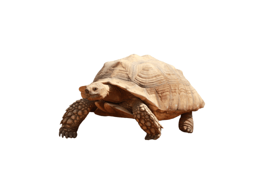 Turtle animal isolated png