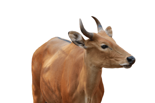 Cow animal isolated png