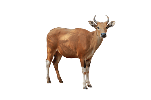 Cow animal isolated png