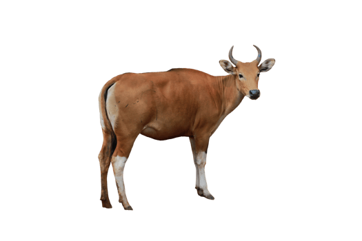 Cow animal isolated png