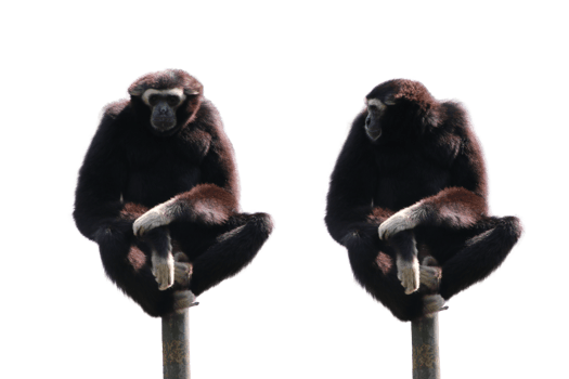 Monkey animal character png
