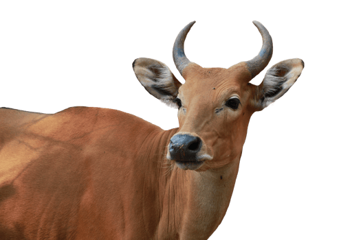 Cow animal isolated png