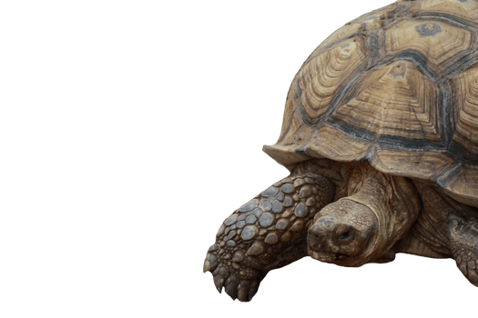 Turtle animal isolated png
