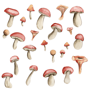 Autumn set mushrooms. png