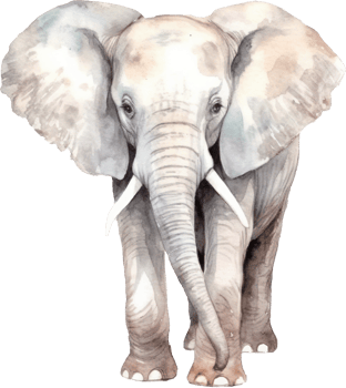 Elephant Watercolor Illustration. png