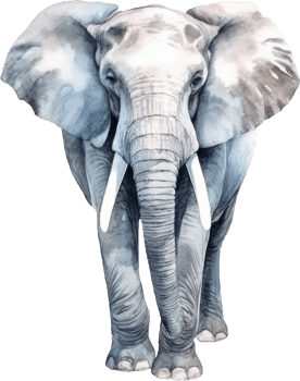 Elephant Watercolor Illustration. png