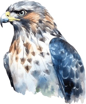 Hawk Bird Watercolor Illustration. png