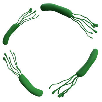 Helicobacter pylori bacteria 3d render realistic frame with place for text. isolated transparent png. Microbiology health human illustration png
