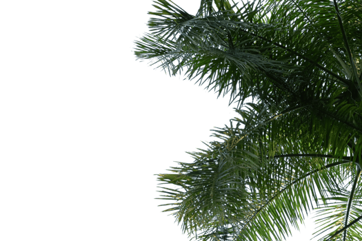 palm tree cut out background png