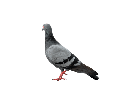 Single wild pigeon standing isolated with clipping path. in png file format