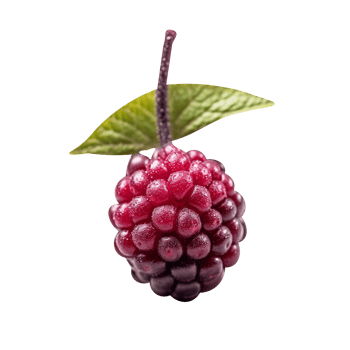 Fresh nannyberry isolated on transparent background png