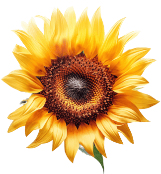 Sunflower with . png