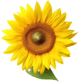 Sunflower with . png