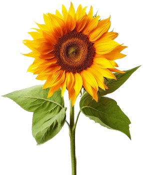Sunflower with . png