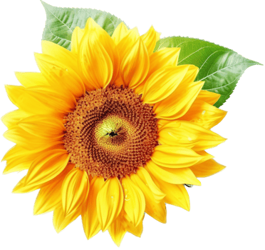 Sunflower with . png