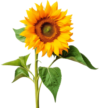 Sunflower with . png
