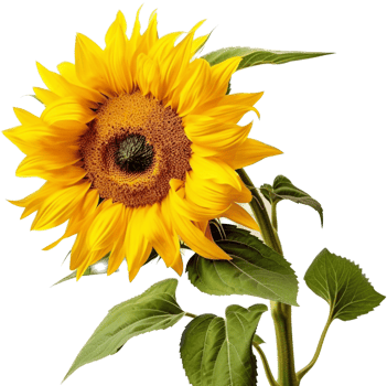 Sunflower with . png