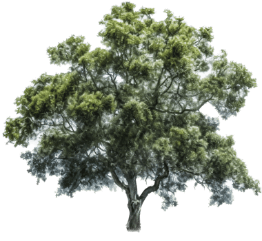 Tree with . png