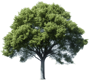 Tree with . png