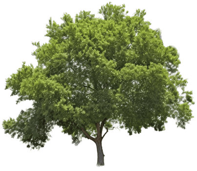 Tree with . png