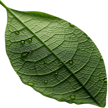 Fresh single green leaf isolated on transparent background png