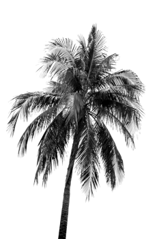 Black and white Leaves of palm,coconut tree isolated png