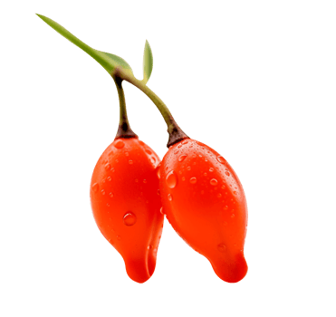 Fresh barberries isolated on transparent background png