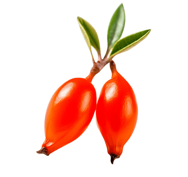 Fresh barberries isolated on transparent background png