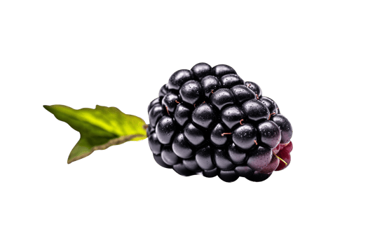 Fresh blackberry isolated on transparent background png
