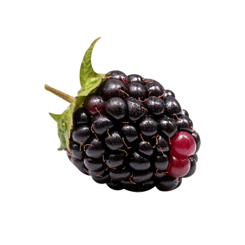 Fresh blackberry isolated on transparent background png