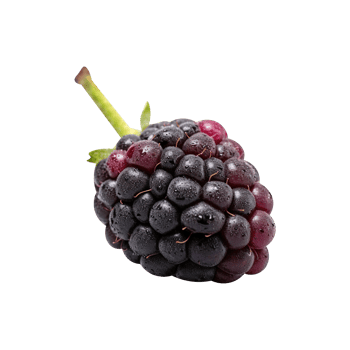 Fresh blackberry isolated on transparent background png