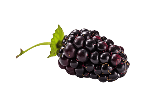 Fresh blackberry isolated on transparent background png